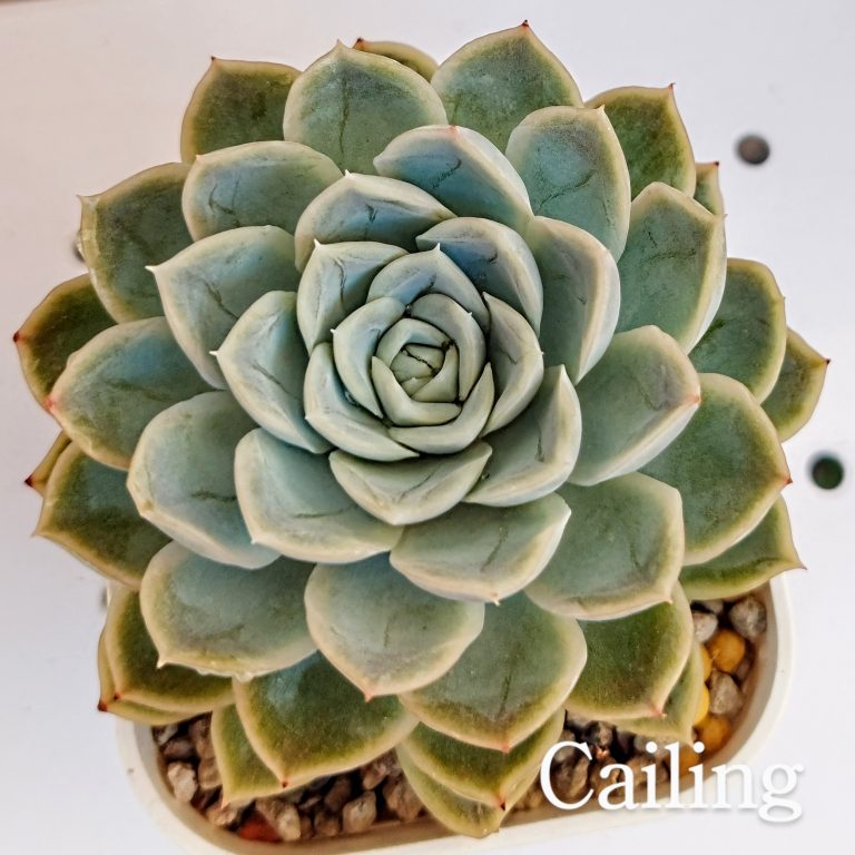 多肉仙人交易所