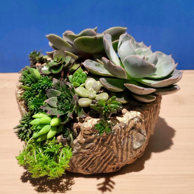 多肉仙人交易所