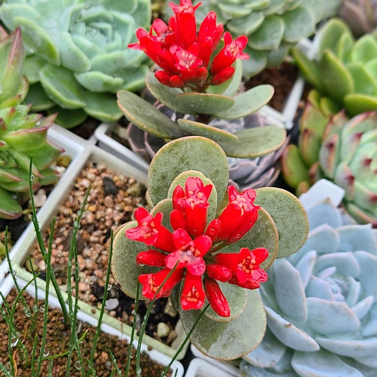 多肉仙人交易所