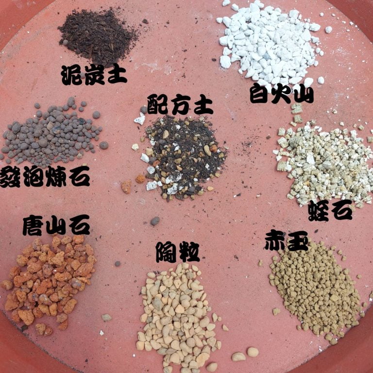 多肉仙人交易所