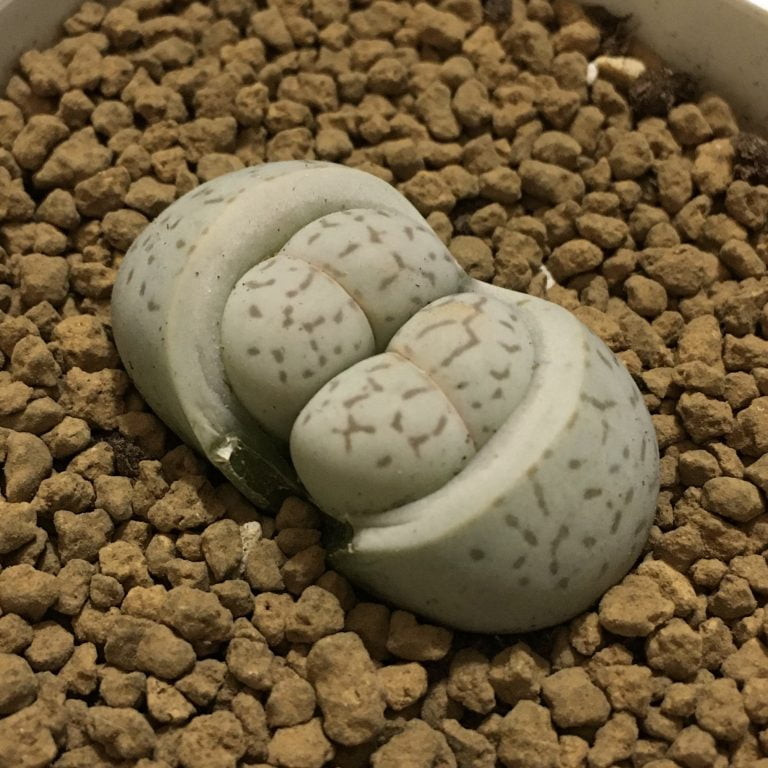 多肉仙人交易所