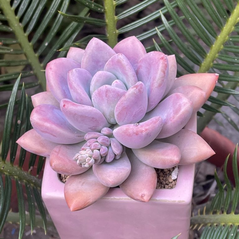 多肉仙人交易所