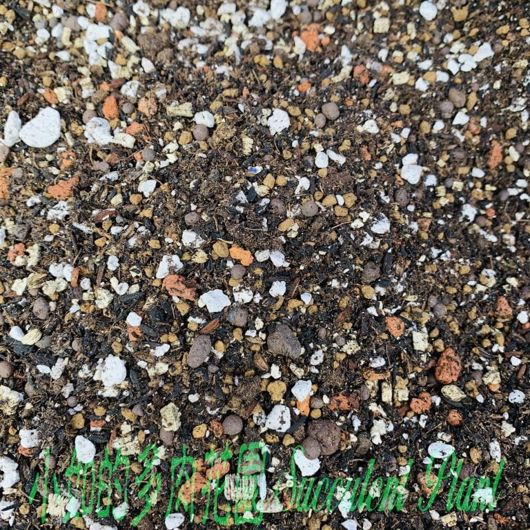 多肉仙人交易所