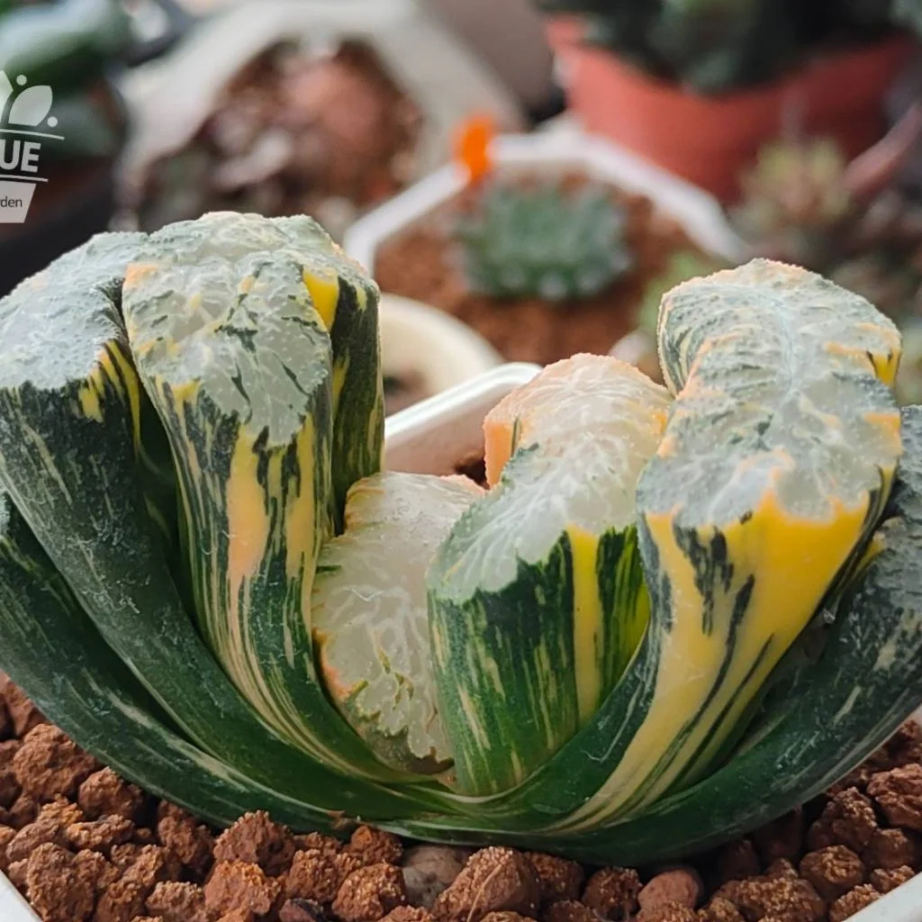 ハオルチア 玉扇錦 ハオルチア 多肉植物 浮藻玉扇錦糊斑 自家繁殖 8A