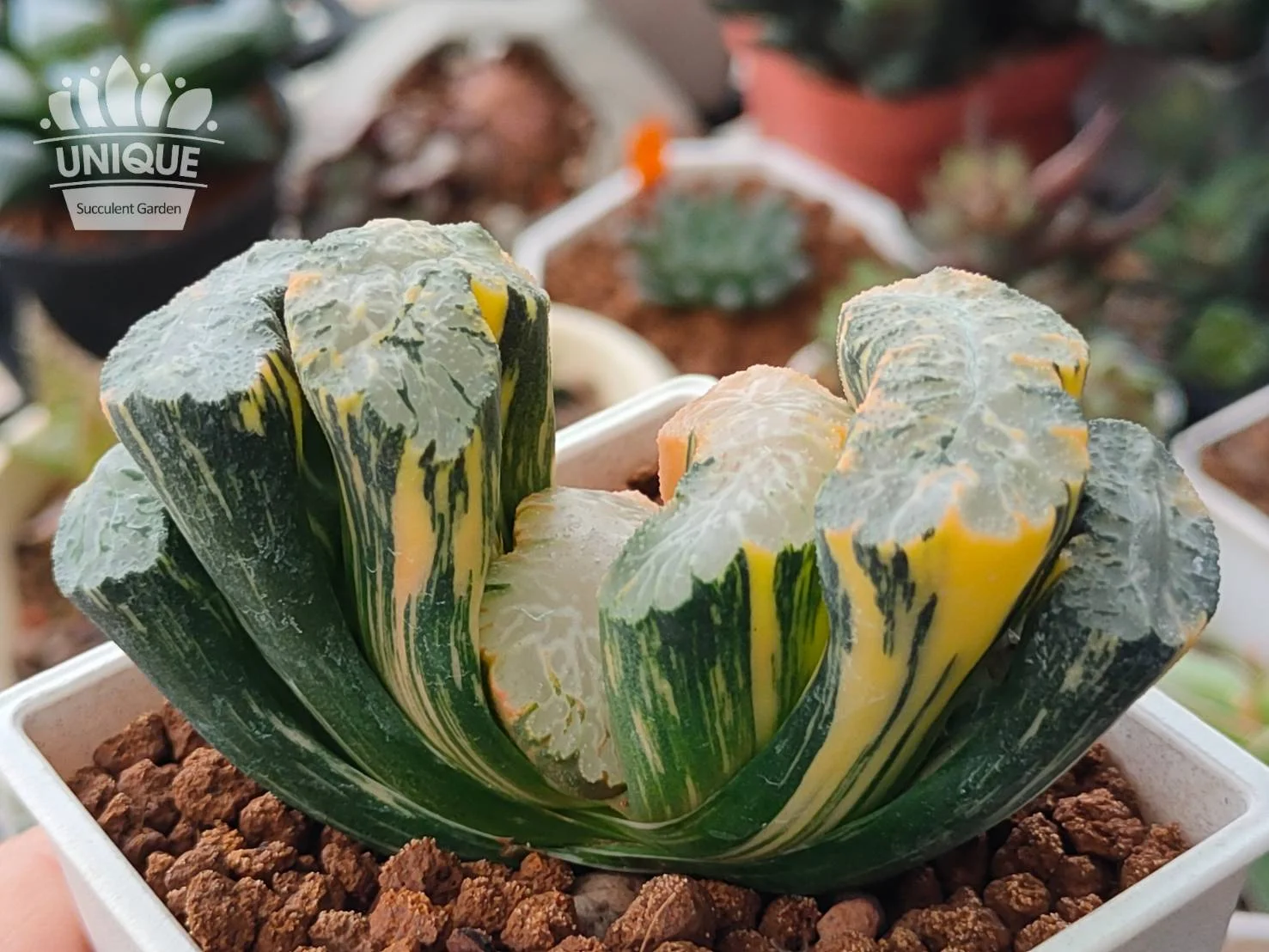 ハオルチア 玉扇 北斎錦 2 ≧∇≦）多肉植物 ハオルチア 玉扇 北斎錦 2