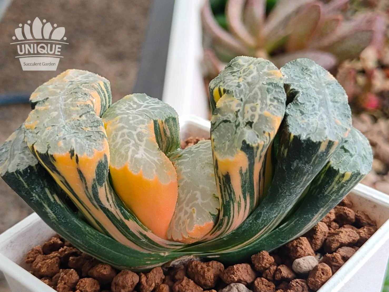 ☆奈研☆サボテン・多肉植物☆112☆玉扇錦 Haworthia truncata varieg.