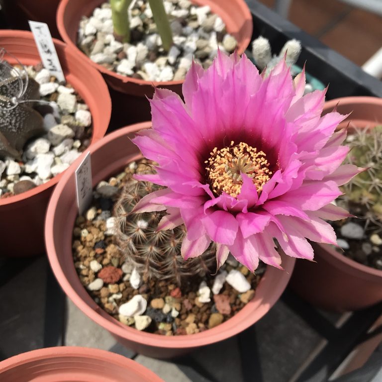 多肉仙人交易所