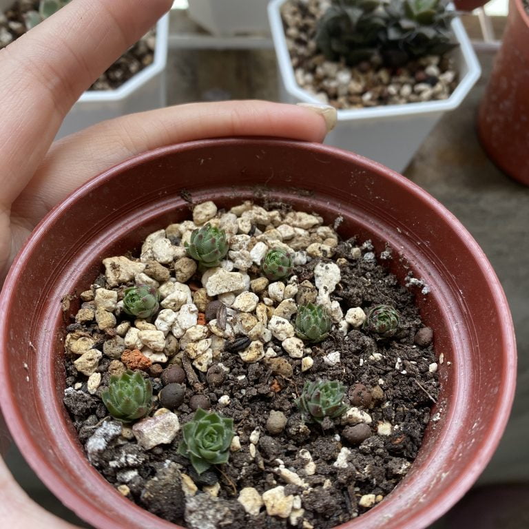 多肉仙人交易所