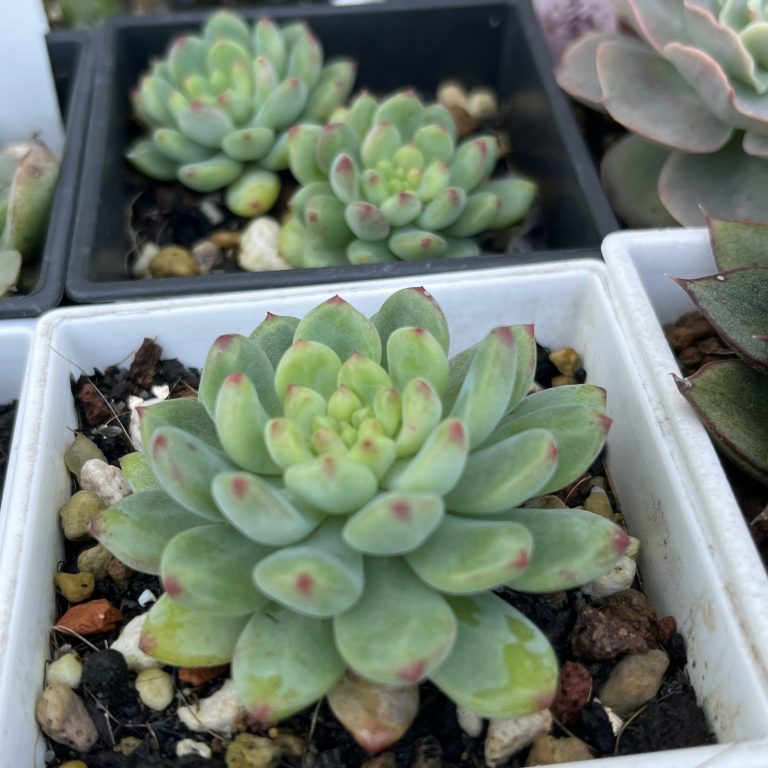 多肉仙人交易所