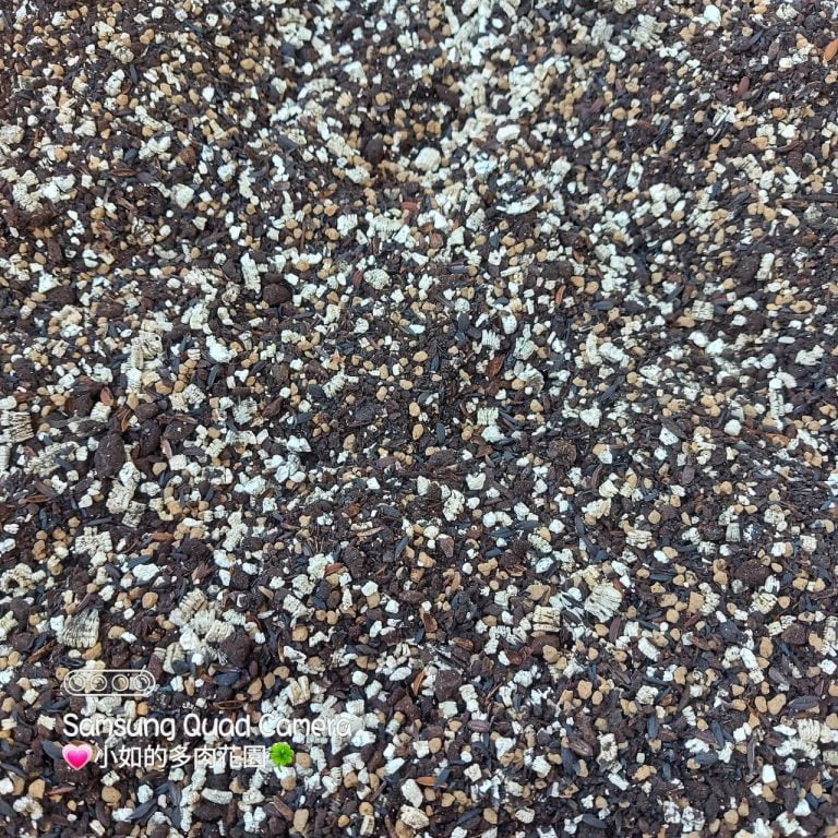 多肉仙人交易所