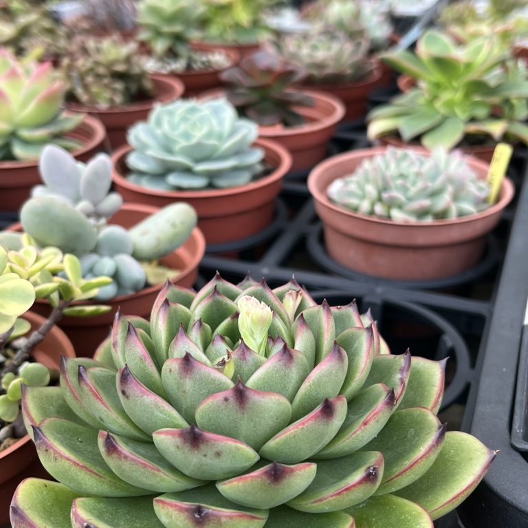 多肉仙人交易所