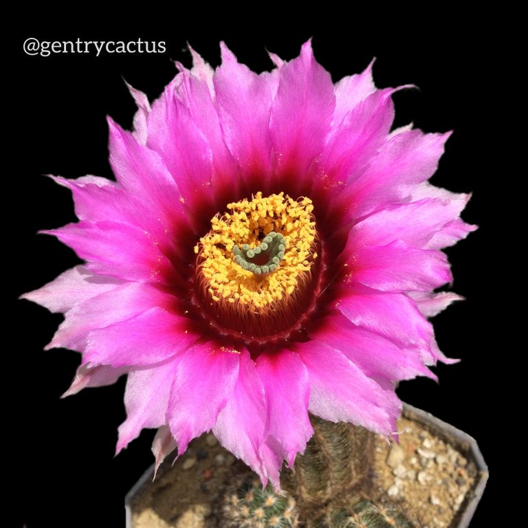 多肉仙人交易所