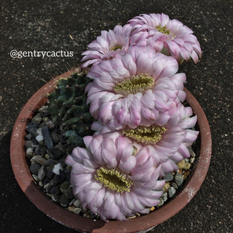 多肉仙人交易所