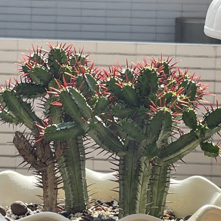 多肉仙人交易所