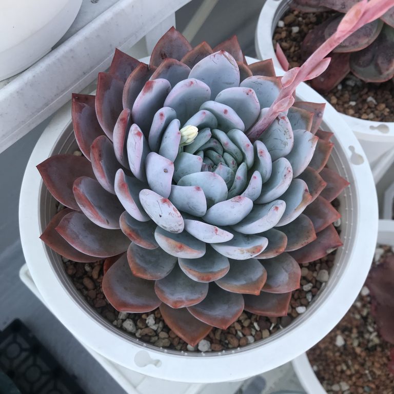 多肉仙人交易所