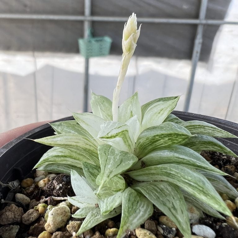 多肉仙人交易所