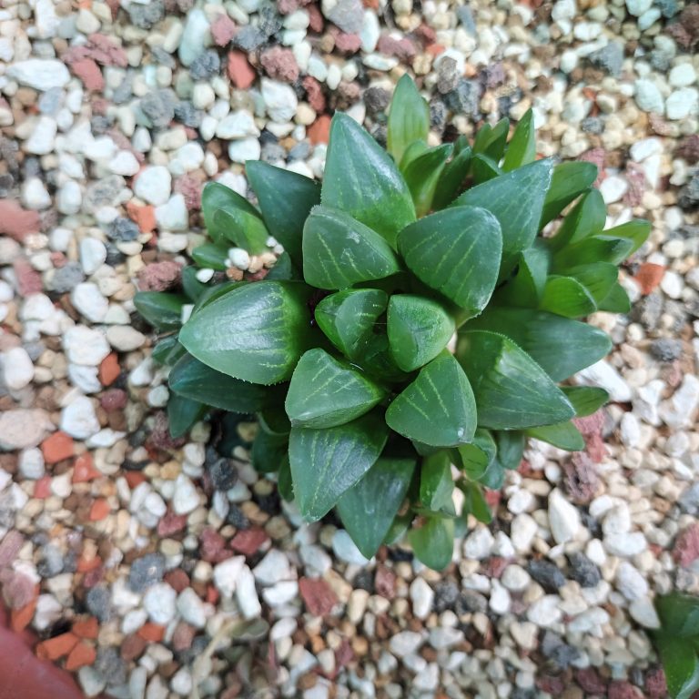 多肉仙人交易所