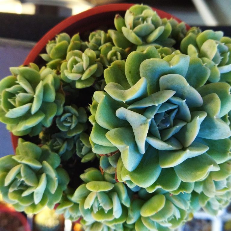 多肉仙人交易所