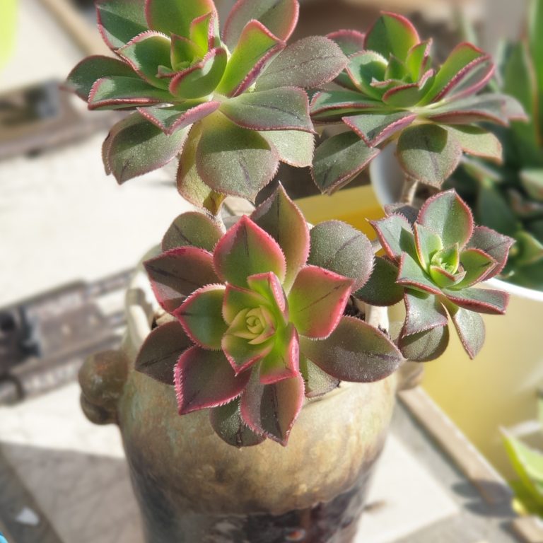 多肉仙人交易所