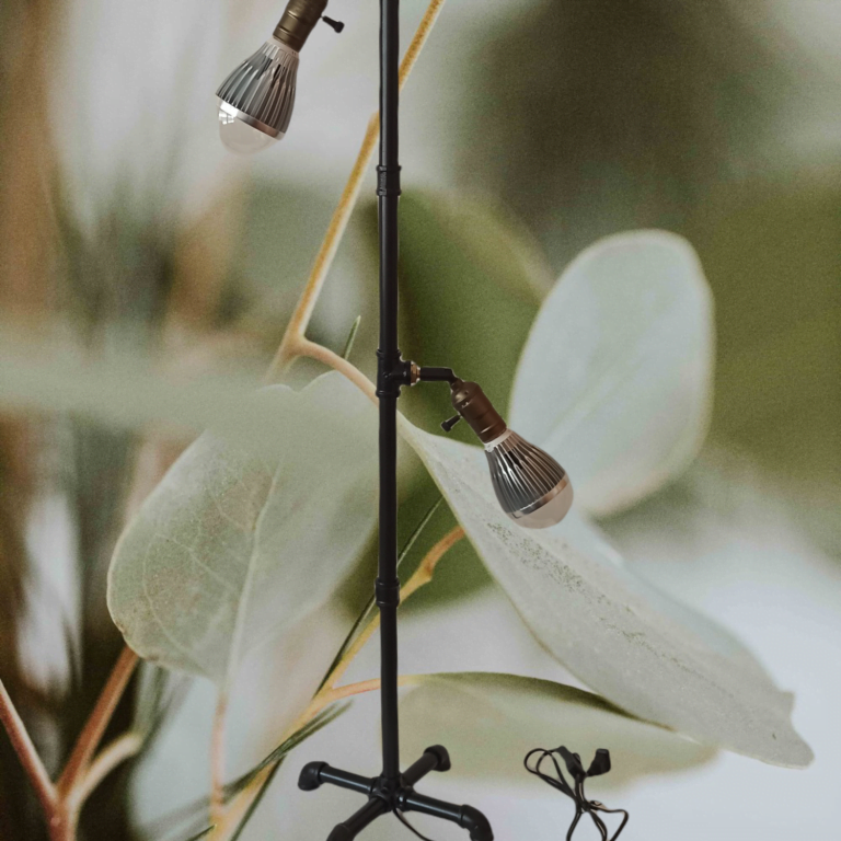 多肉仙人交易所