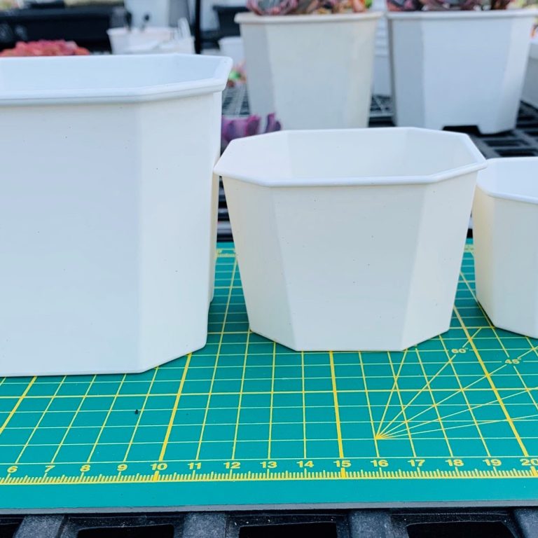 多肉仙人交易所