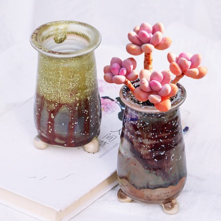 多肉仙人交易所