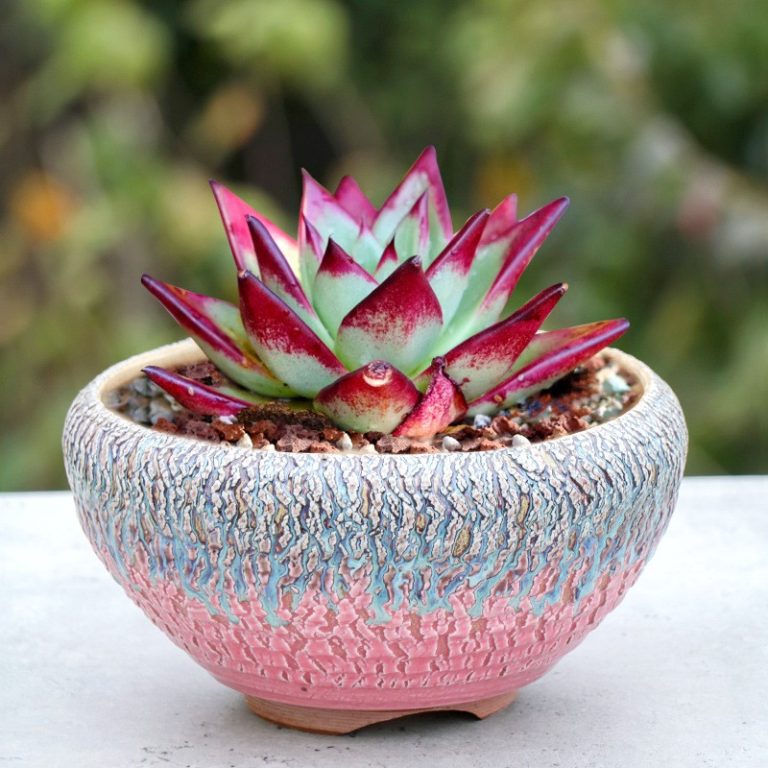 多肉仙人交易所