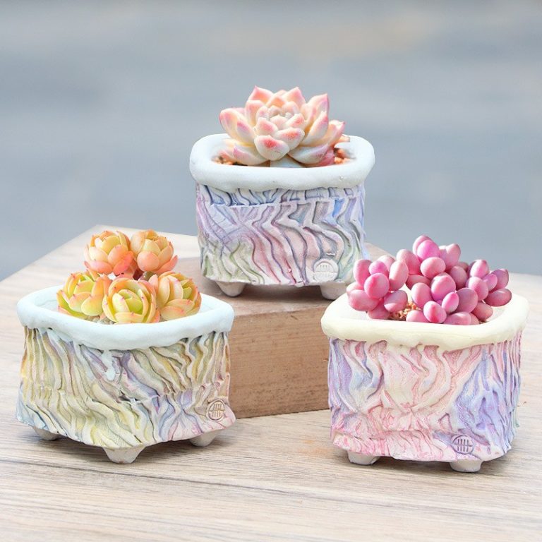 多肉仙人交易所