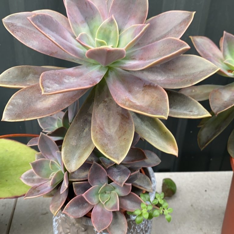 多肉仙人交易所