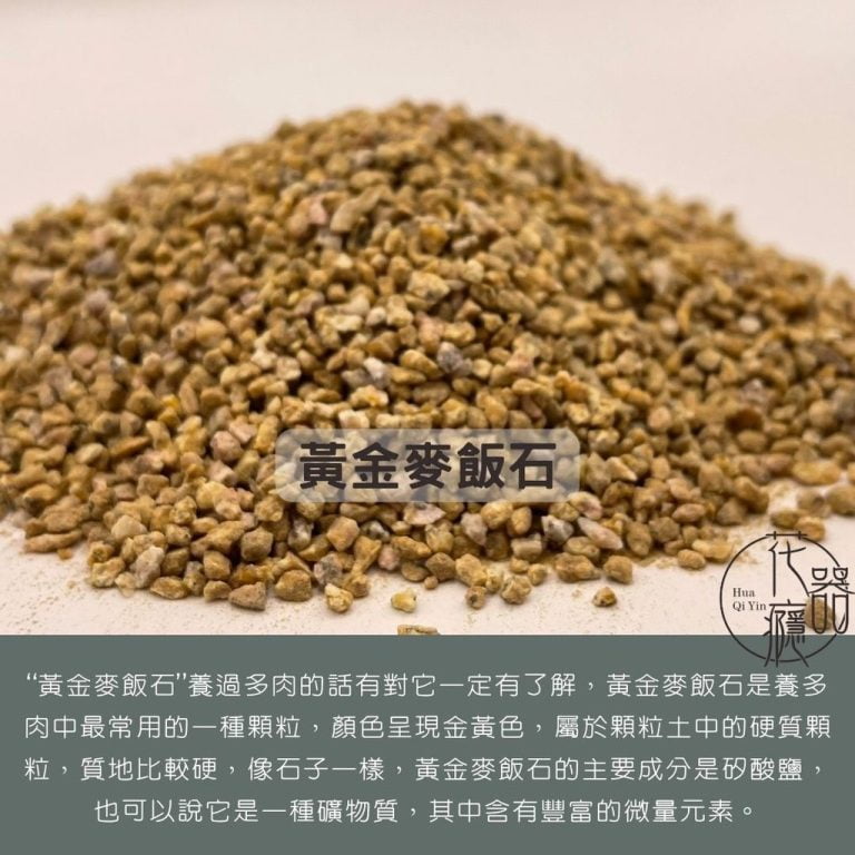 多肉仙人交易所