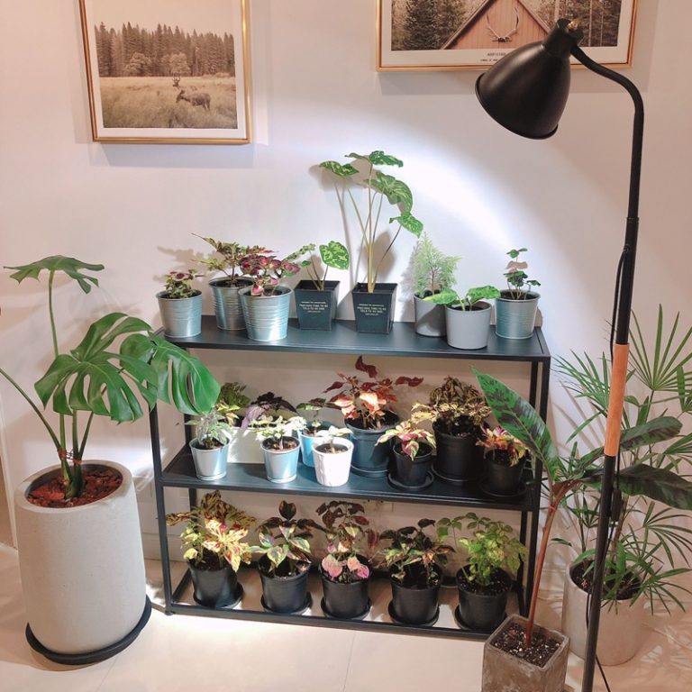 多肉仙人交易所