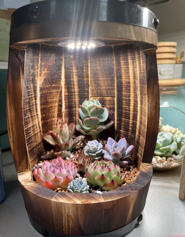 多肉仙人交易所