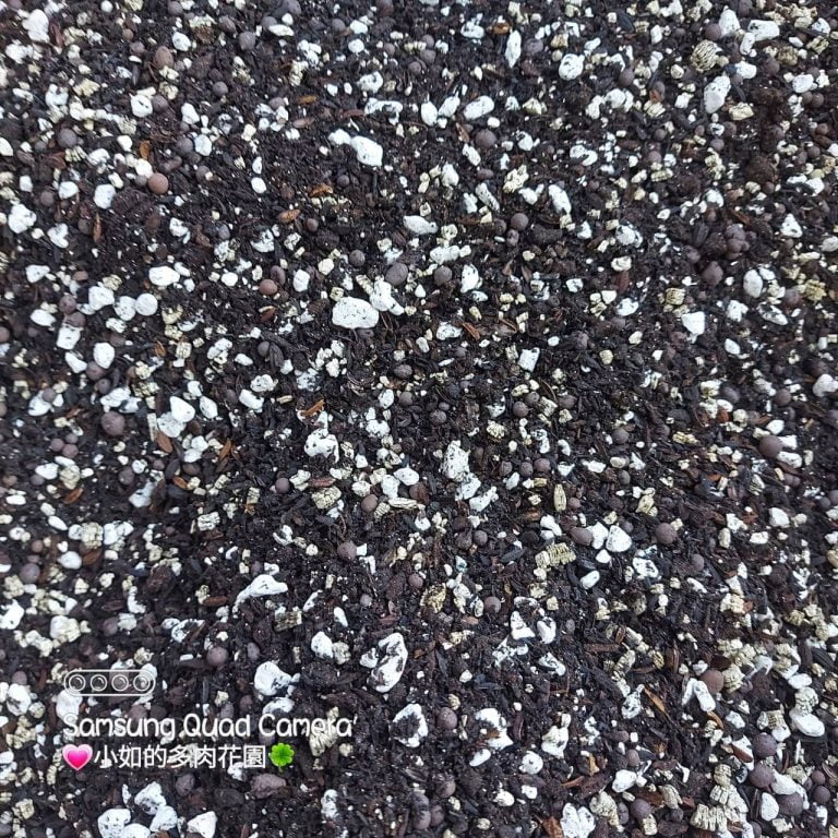 多肉仙人交易所