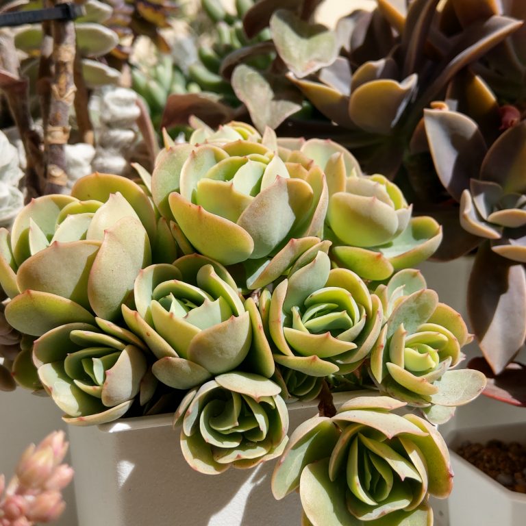 多肉仙人交易所