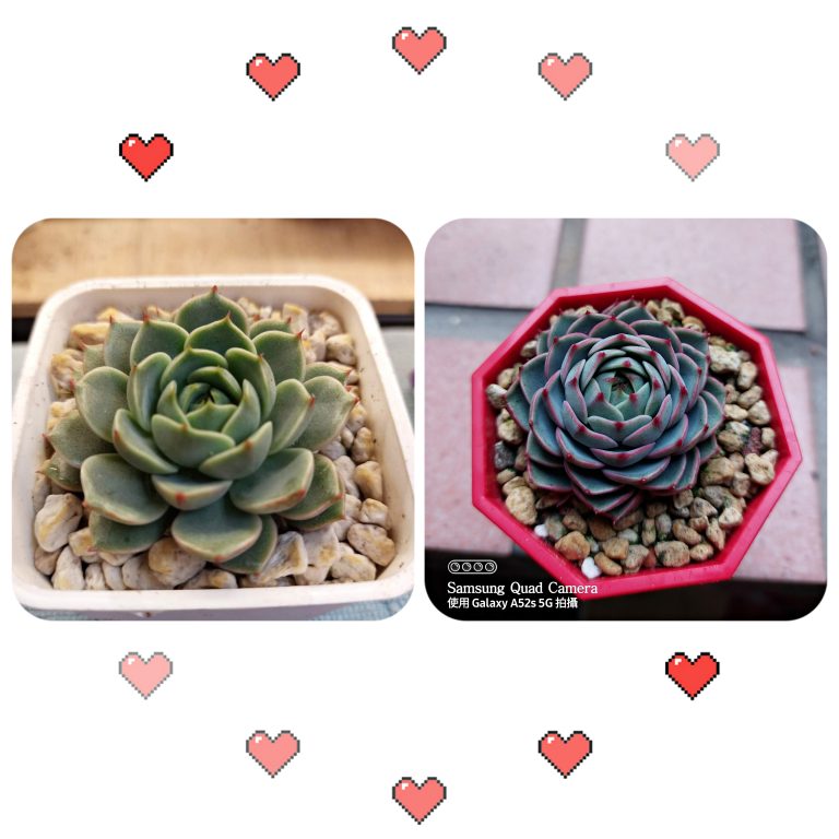 多肉仙人交易所