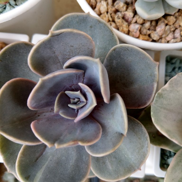 多肉仙人交易所