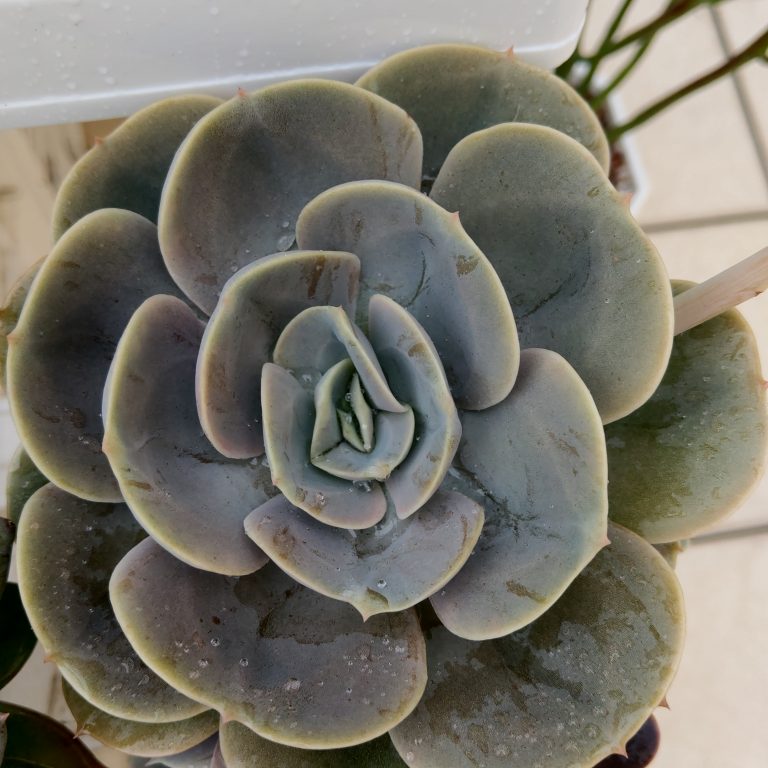 多肉仙人交易所