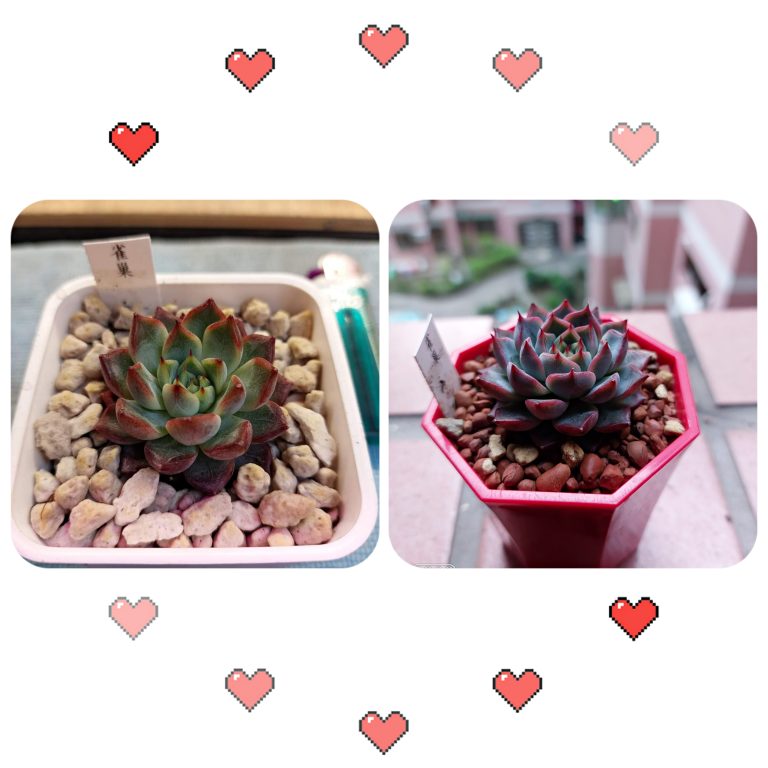 多肉仙人交易所