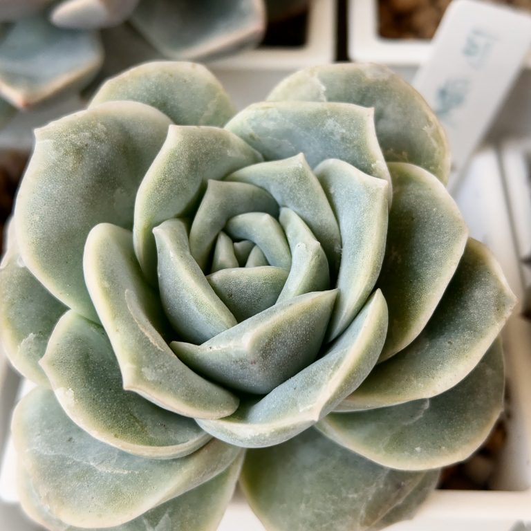 多肉仙人交易所