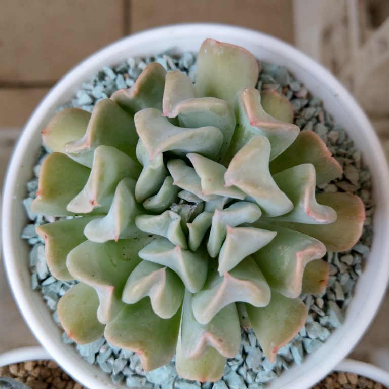 多肉仙人交易所