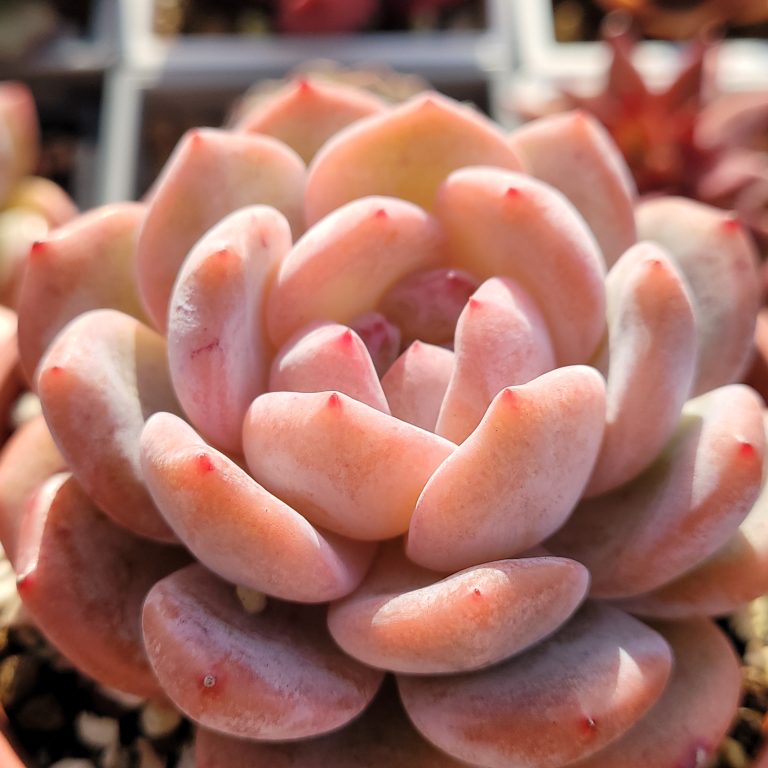 多肉仙人交易所