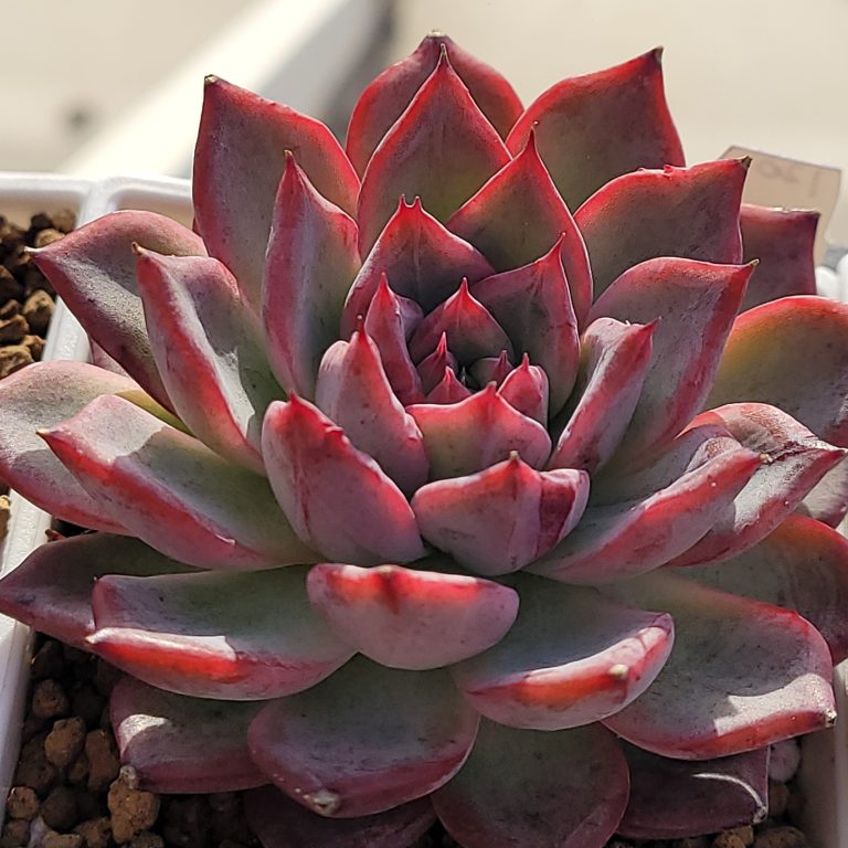 多肉仙人交易所