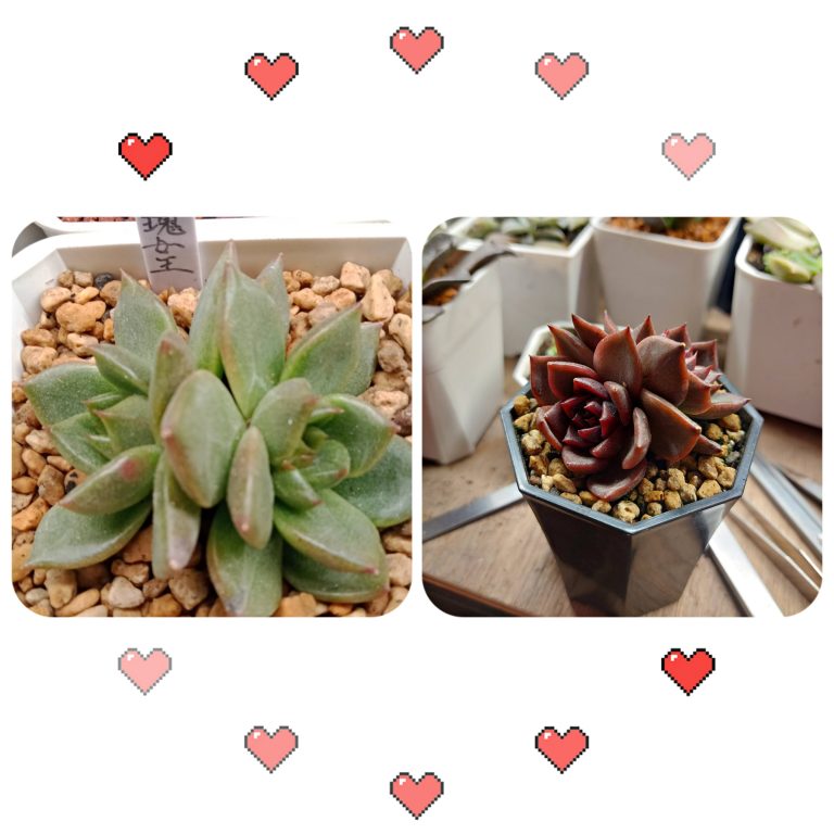 多肉仙人交易所