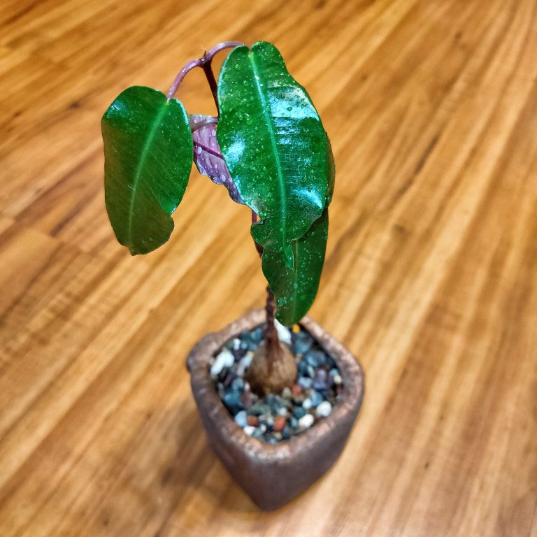 多肉仙人交易所