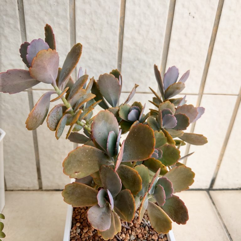 多肉仙人交易所