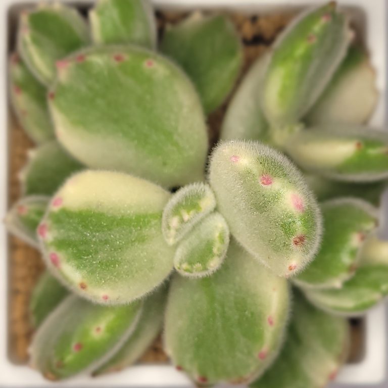 多肉仙人交易所