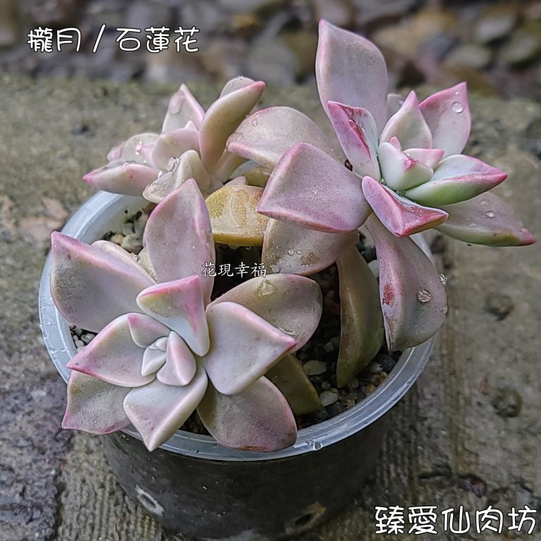 多肉仙人交易所