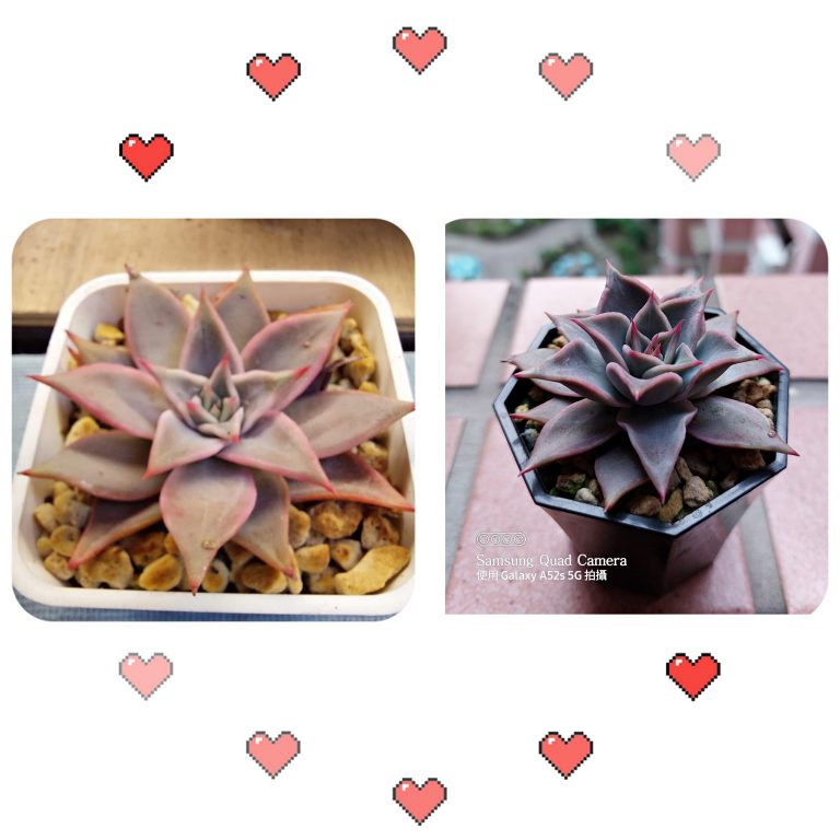 多肉仙人交易所