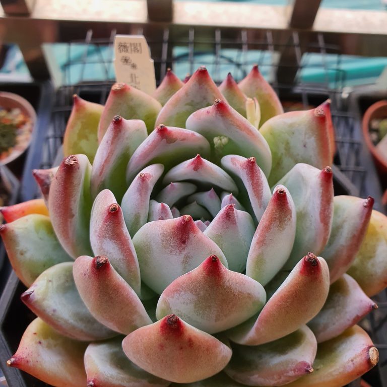 多肉仙人交易所