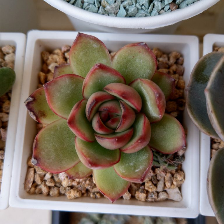 多肉仙人交易所